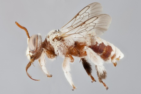 [Tarsalia persica male (lateral/side view) thumbnail]